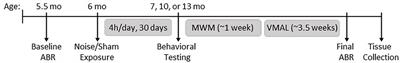 Noise exposure in early adulthood causes age-dependent and brain region-specific impairments in cognitive function